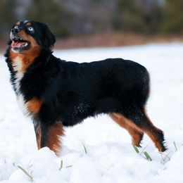 Ripley - Miniature Australian Shepherd