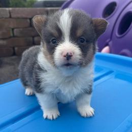 Slate ( Bluie Fluff Carrier) - Gray and white male American Corgi puppy in Scottown, Ohio from Wyndy Ridge Corgis