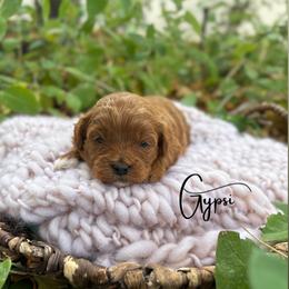 Bernedoodle, Cavapoo, Goldendoodle, and Poodle Puppies from Gypsi Doodles & Poodles