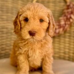 Yen - Apricot male Australian Labradoodle puppy in Morgan Hill, California from Loving Labradoodle