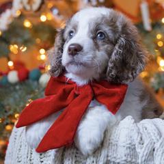 Aussiedoodle and Australian Mountain Doodle Puppies from Farmstead Doodles