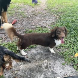 Luca - Dachshund