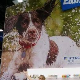 Quin - English Springer Spaniel