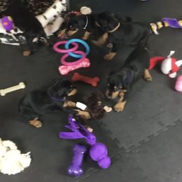 Doberman Pinscher Puppies from Prima Dobermans