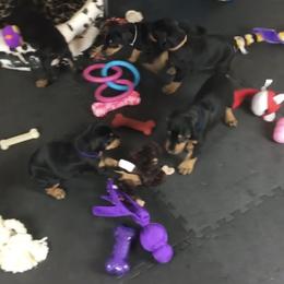 Doberman Pinscher Puppies from Prima Dobermans