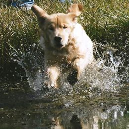 Golden Retrievers from Tammy Tomlinson