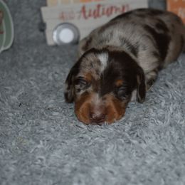 Slinky(2000) - Dapple male Dachshund puppy in Mansfield, Missouri from Owens Farm