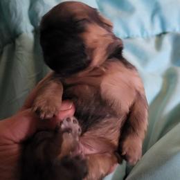 Spankie - Sable male Shih Tzu puppy in Eldorado, Arkansas from Gina's Lil Zues and Yorkies Kennel