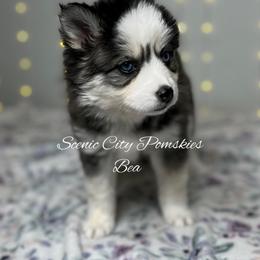 Bea - Black and white female Pomsky puppy in Rossville, Georgia from Scenic City Pomskies