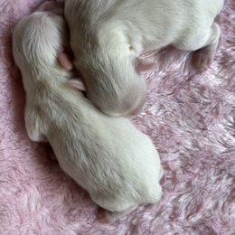 Miniature Schnauzer Puppies from Enchanted Paws