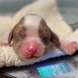 D. Girl - Blenheim female Cavalier King Charles Spaniel puppy in Siloam Springs, Arkansas from Queen Cavaliers