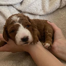 Goldendoodle Puppies from Goosehill Doodles