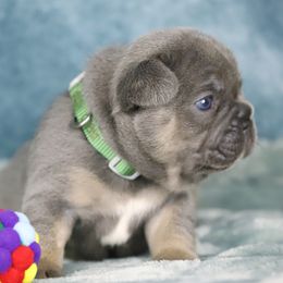 Paddington - Tricolors male French Bulldog puppy in Punta Gorda, Florida from Mingan French Bulldog