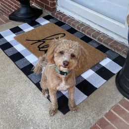 Millie - Goldendoodle