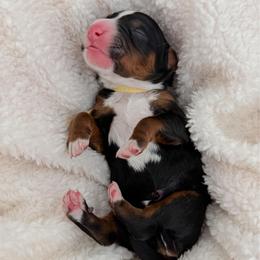 Astro - Tri-color male Bernedoodle puppy in Apache Junction, Arizona from Coffey House Doodles
