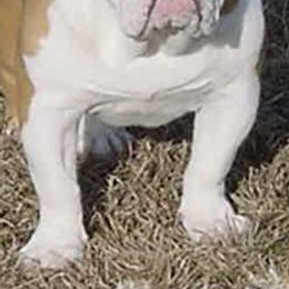 Bulldogs and Chihuahuas from S & T’s Chi’s