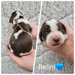 Belini - Liver and white male English Springer Spaniel puppy in Freeland, Michigan from McNally's Springer Spaniels