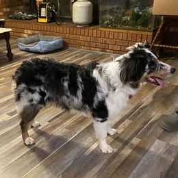 Shadow - Australian Shepherd
