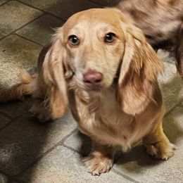 Koko - Chocolate female Dachshund puppy in Lebanon, Oregon from Willow Moons Dachshunds