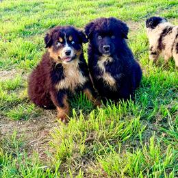 Shadow - Black & white male Australian Shepherd puppy in Mineral Wells, Texas from A6 Australian Shepards