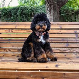 Quay - Cavapoo