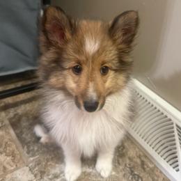Chloe - Sable and white female Shetland Sheepdog puppy in Jefferson City, Missouri from Bax’s Babies