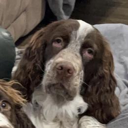Wrigley - English Springer Spaniel