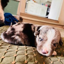 Starburst - Blue merle and white female Cardigan Welsh Corgi puppy in Mishawaka, Indiana from Squires Corgi Cottage