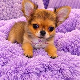 Chihuahua Puppies from Sugar Cookie Chihuahuas