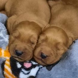 Goldendoodles, Golden Retrievers, and Olde English Bulldogges from Beard Family Farm