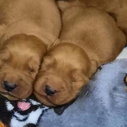 Goldendoodles, Golden Retrievers, and Olde English Bulldogges from Beard Family Farm