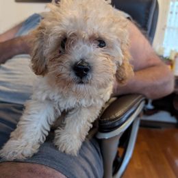 Boy 1 I call him Peanut - Poodle puppy from Jm’s Precious Poodles