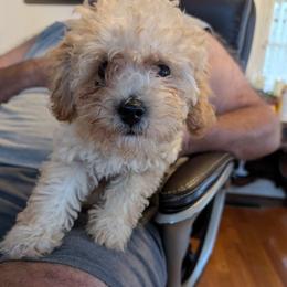 Boy 1 I call him Peanut - Poodle puppy from Jm’s Precious Poodles