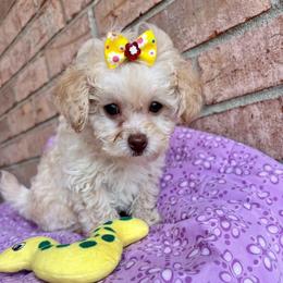 Daisy - Cream female Maltipoo puppy in Hephzibah ( Richmond County ), Georgia from Healing Pawz LLC