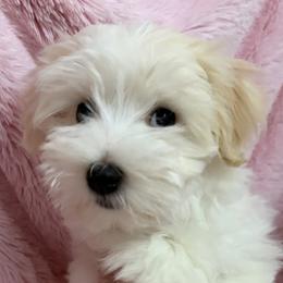 Fierge, Beseme's Bringing It On - Cream female Havanese puppy in Salt Lake City, Utah from Beseme Havanese