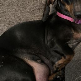 Lizzi - Dachshund