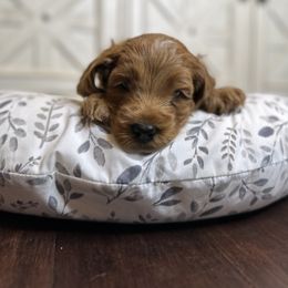 Girl 3 - Red Labradoodle puppy in Visalia, California from Junebug’s Labradoodles