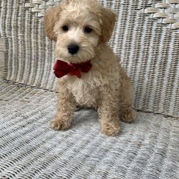 Schnoodle Puppies from Growing Puppies