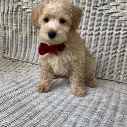 Schnoodle Puppies from Growing Puppies