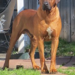 Rhodesian Ridgeback Puppies from Raven’s Ridgebacks