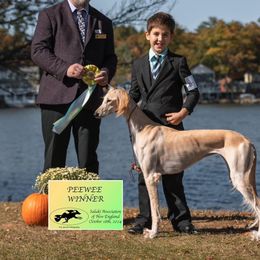 Salukis from Sopdet Salukis