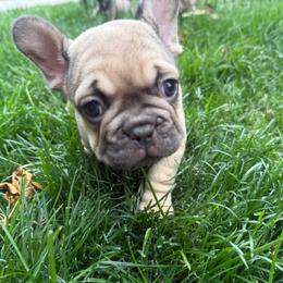 Gus - Fawn male French Bulldog puppy in Billings, Montana from Yellowstone Frenchies