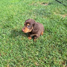 Dachshund Puppies from Apple Valley Dachshunds