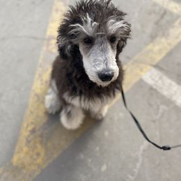 Poodle Puppies from Northern Skye Poodles