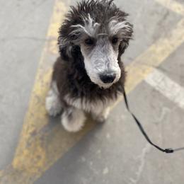 Poodle Puppies from Northern Skye Poodles