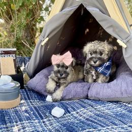 Miniature Schnauzer Puppies from Schnauzers on Robinson Lane