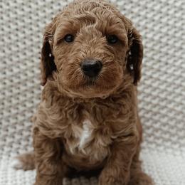 Goldendoodles from Fountain Valley Doodles
