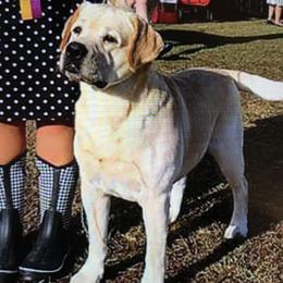 Labrador Retriever Puppies from Flashylabs AKC GRAND CHAMPION SIRED