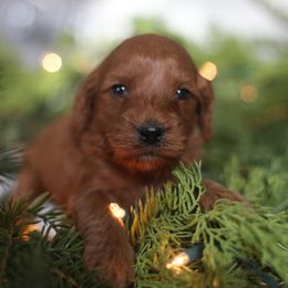 Duke - Red  male Goldendoodle puppy in Stevens, Pennsylvania from Pebble Paws Lane