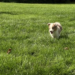 RMF1 - Red merle female Miniature Australian Shepherd puppy in Lexington, Nebraska from Osborne's Aussies